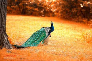 瑞典足球队备战欧洲杯，雄心壮志备受关注