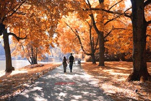 加拿大备战冠军杯赛，全力出击